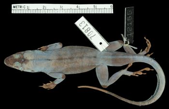Media type: image;   Herpetology R-70813 Aspect: dorsal